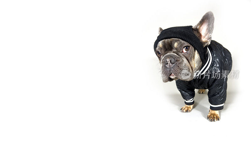 戴着帽子和夹克的法国斗牛犬，在白色的空间中被隔离出来。动物服装广告，动物服装网站模板。