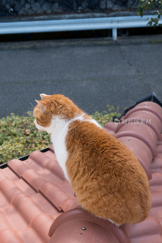 一只猫坐在屋顶上