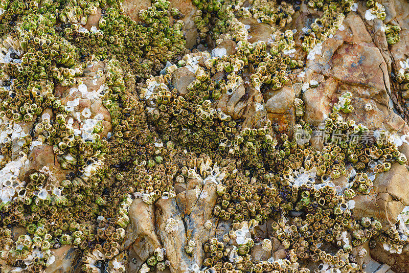 橡实藤壶，也被称为岩石藤壶，或无柄藤壶，在加州中部海岸的阿维拉海滩，对称的贝壳附着在岩石上