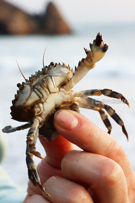 无法辨认的人拿着拇指和手指夹着的小沙蟹的特写图像，小蟹宝宝是甲壳类动物，海浪在背景中破碎，聚焦在前景
