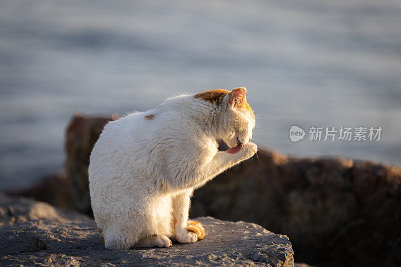 姜白色的流浪猫。