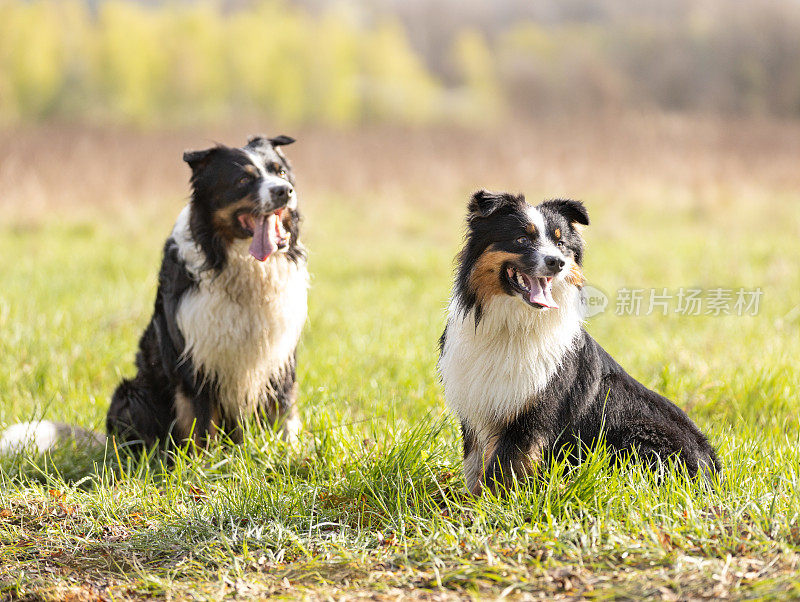 阳光明媚的日子里，两只澳大利亚牧羊犬坐在草地上