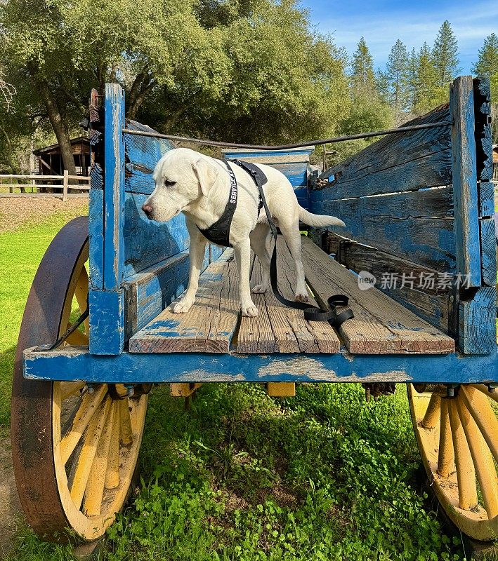 拉布拉多猎犬