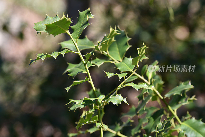 霍莉(冬青科)