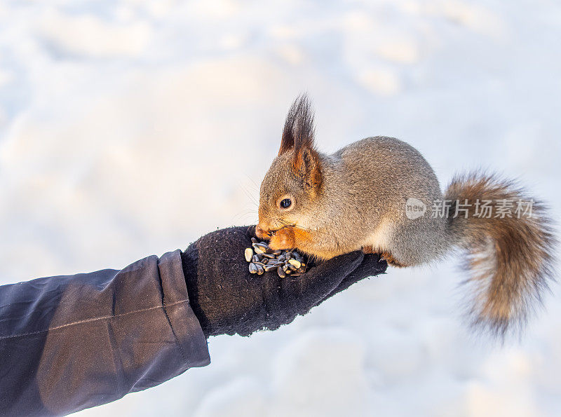 松鼠吃人手里的坚果。在冬季或秋季照顾动物。