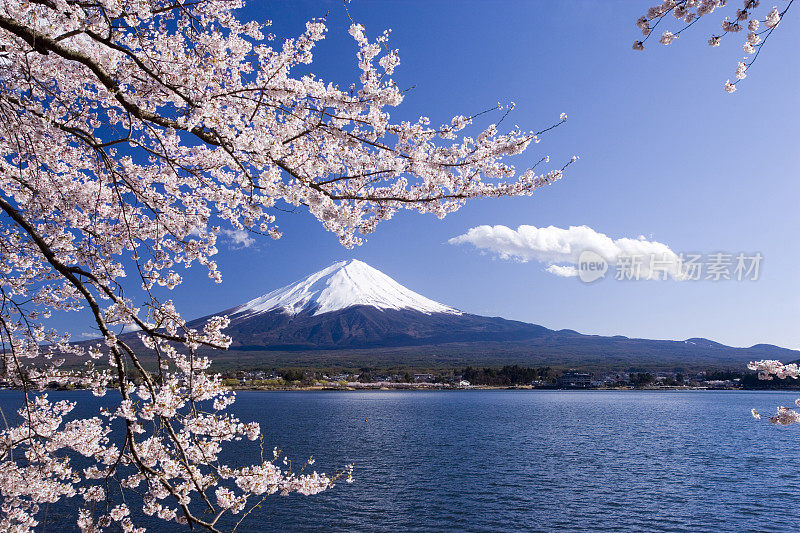 日本山梨县富士山的樱桃树枝