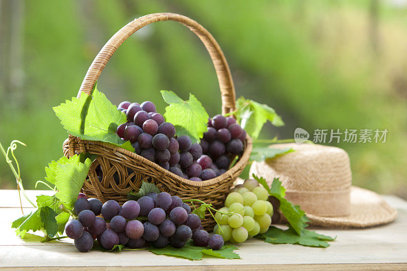 葡萄,葡萄园,亚洲,台湾,彰化,