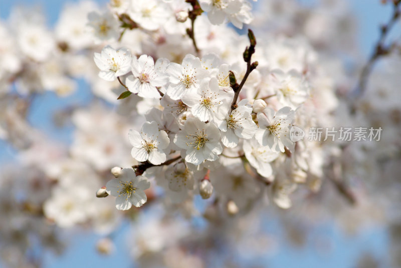 樱花