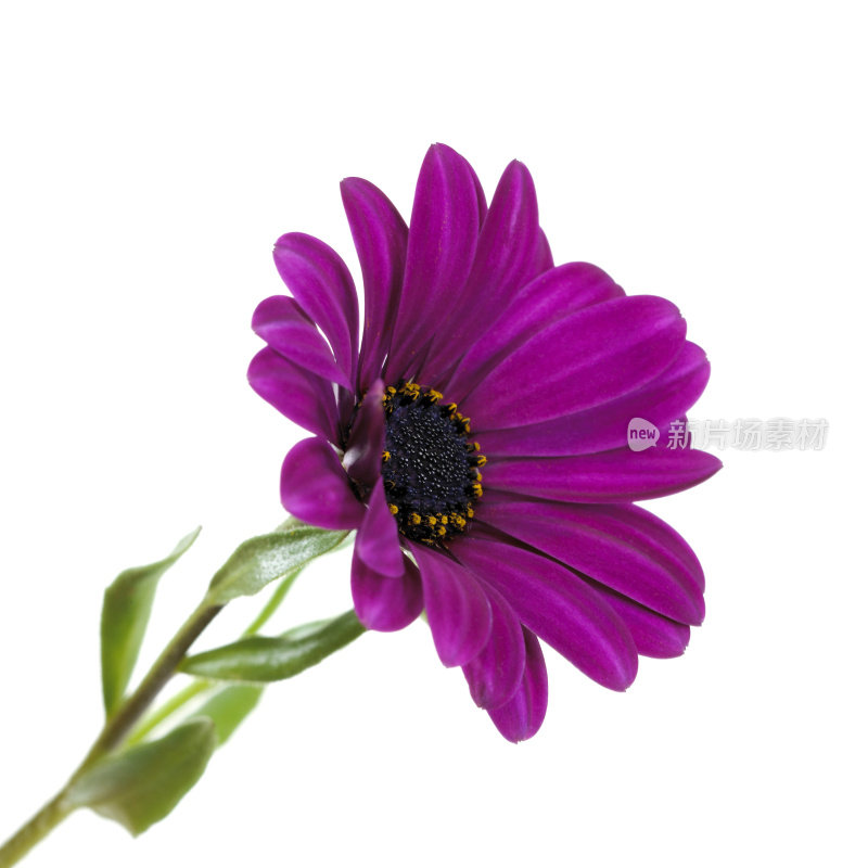 紫色的非洲菊