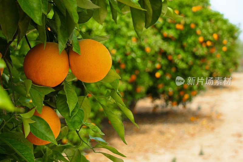柑橘树在种植园准备收获