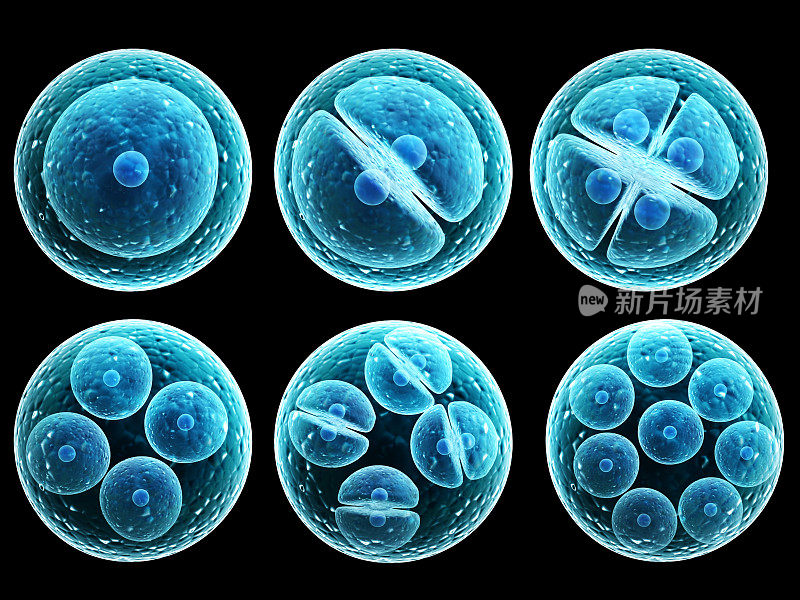 蓝细胞分裂为多个细胞，有丝分裂过程