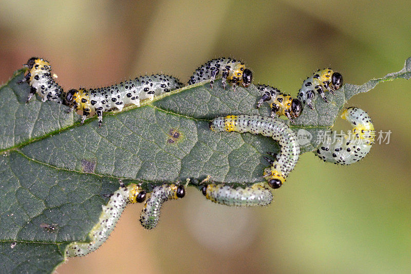 醋栗叶蜂catepillars