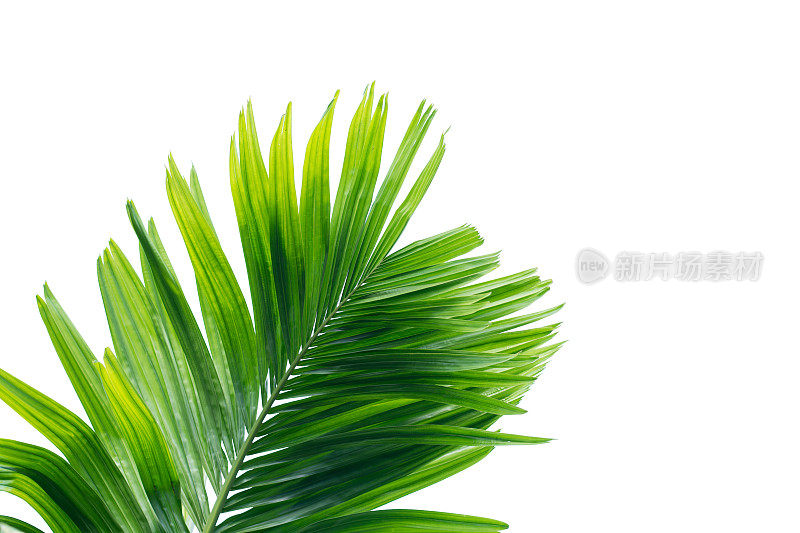绿叶的棕榈树孤立在白色的背景
