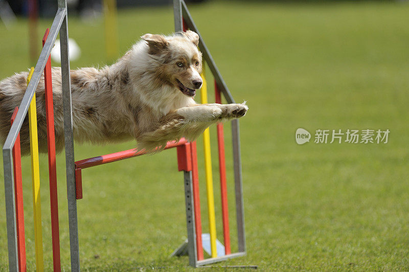 澳大利亚牧羊犬在敏捷课程上跳跃