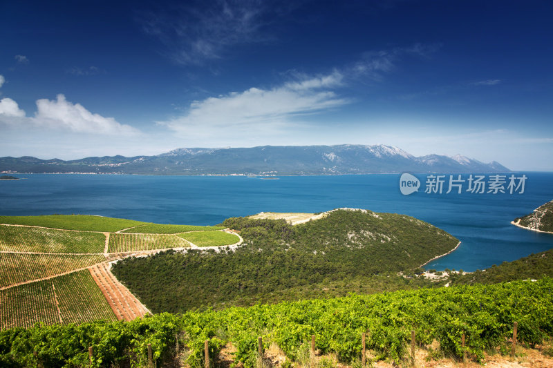 海上夏日葡萄园