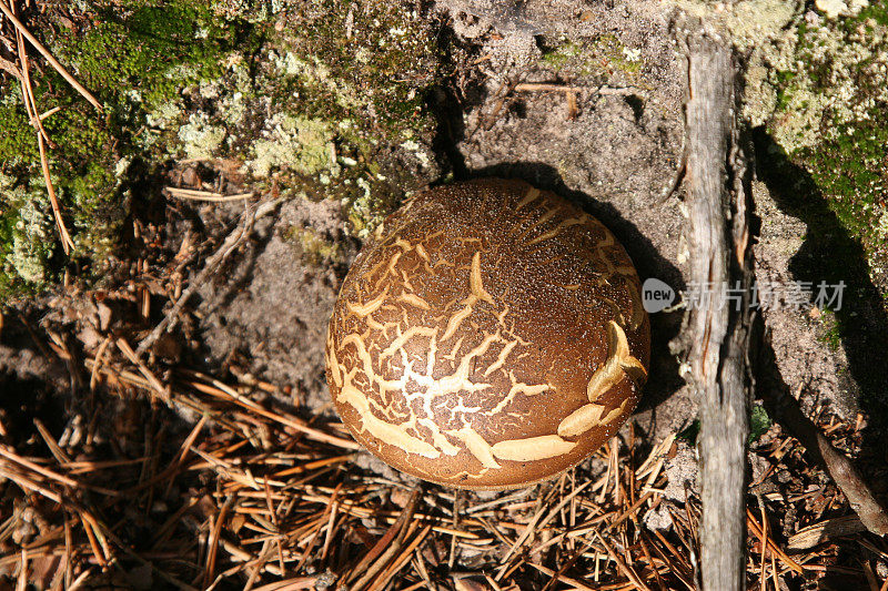 林地真菌