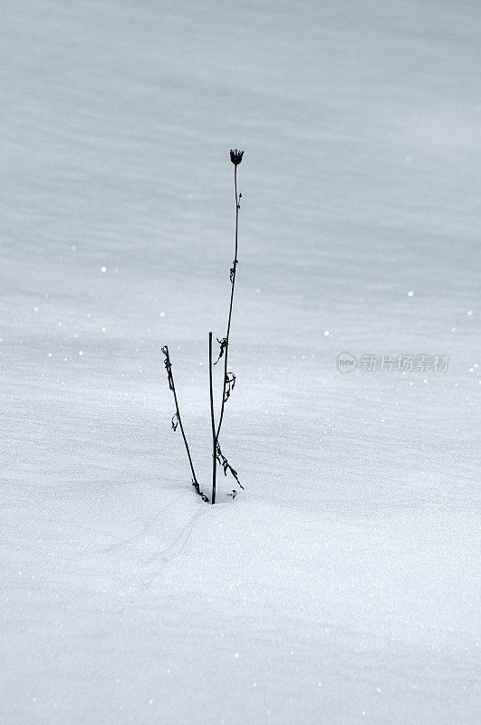 雪地里的一片草叶