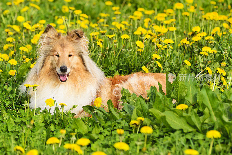 一只牧羊犬躺在春天的草地上