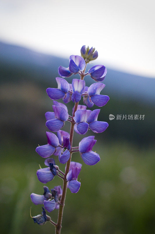 高山紫野花