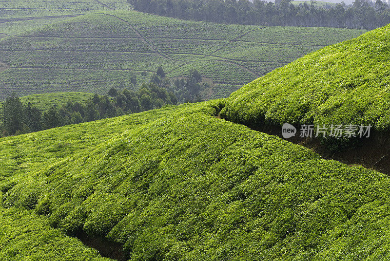 非洲中部连绵起伏的山丘上有茶园