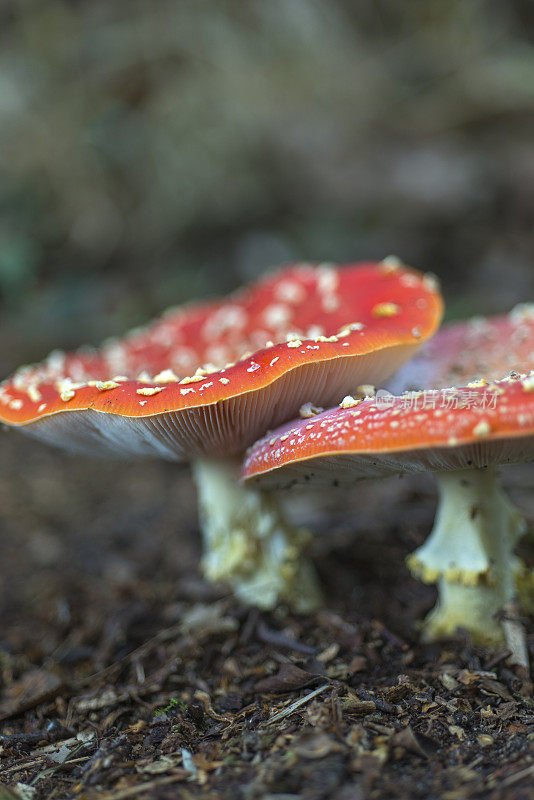 飞木耳蘑菇