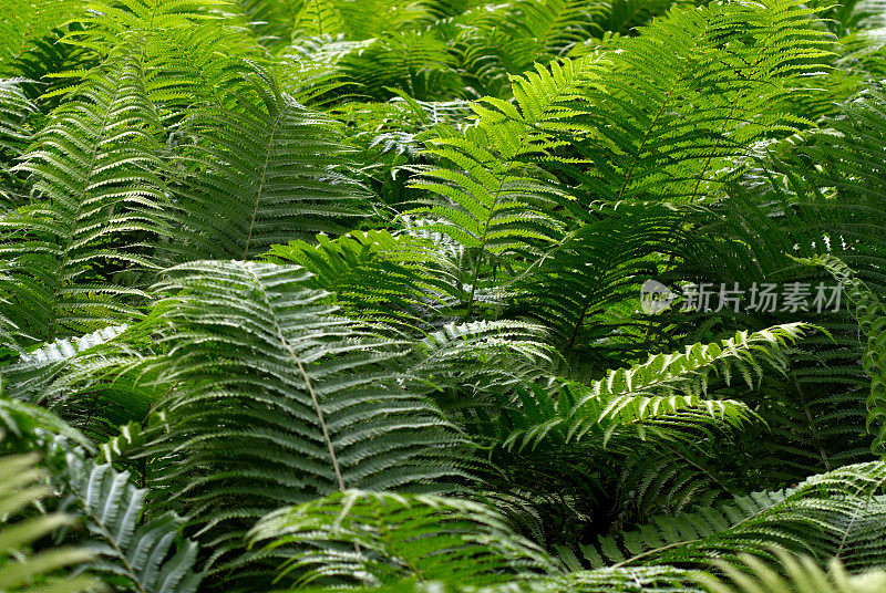 蕨类植物的背景