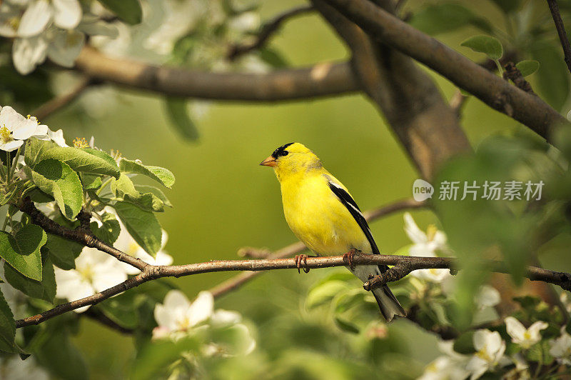 金翅雀和花，美丽的黄鸟。