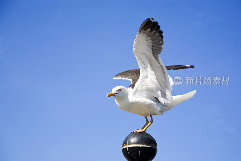 海鸥准备起飞。