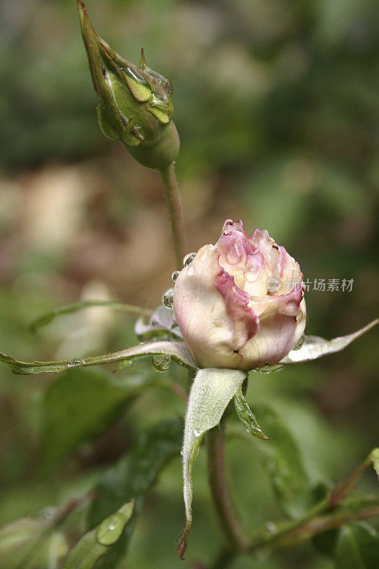 露珠上的玫瑰花蕾特写