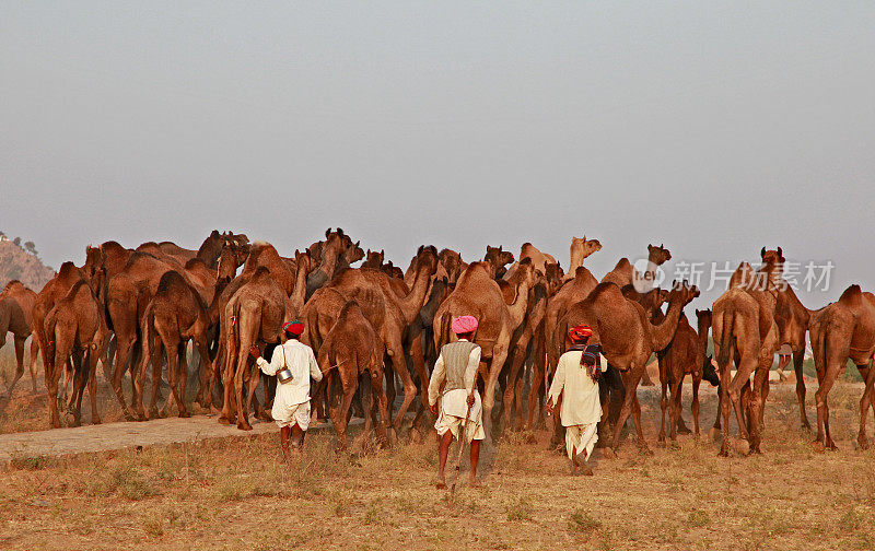 骆驼商队,普什卡