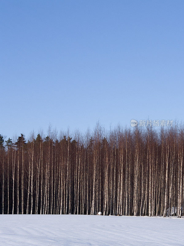 冬天的一排排白桦树