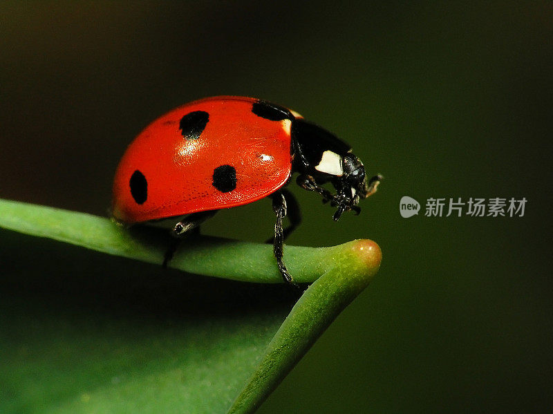 绿叶上的瓢虫-特写