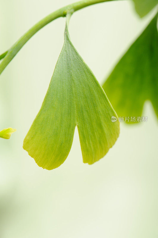 Gingko树叶