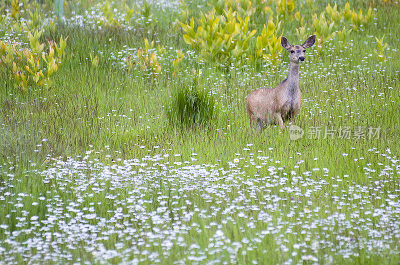科罗拉多长着雏菊的骡鹿
