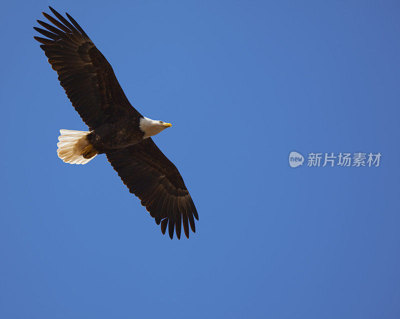 骄傲的美国白头鹰在蓝天翱翔，领导力，自由