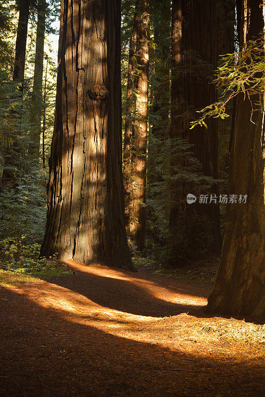 红木小道穿过森林中的树木