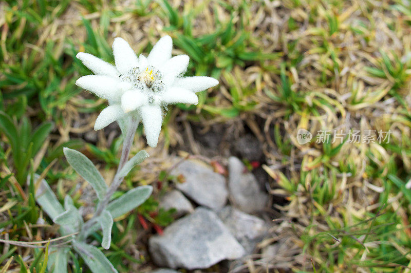 雪绒花