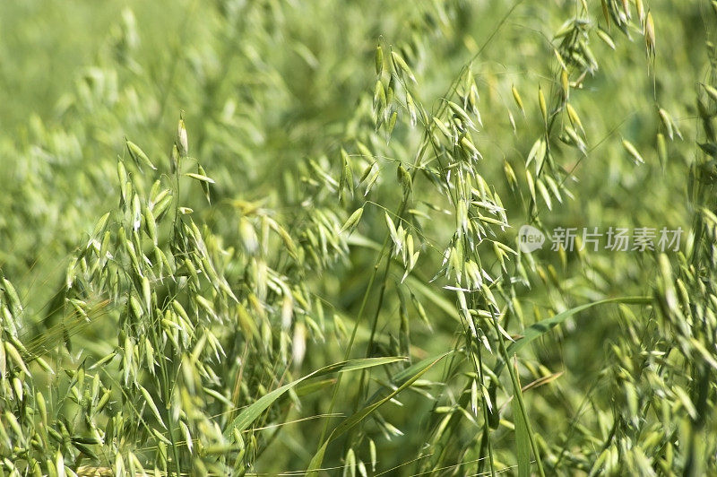 田野里的燕麦，特写。