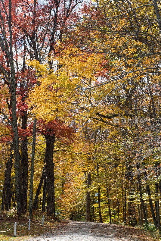 秋天穿过森林的乡村公路，靠近佛蒙特州的曼彻斯特村