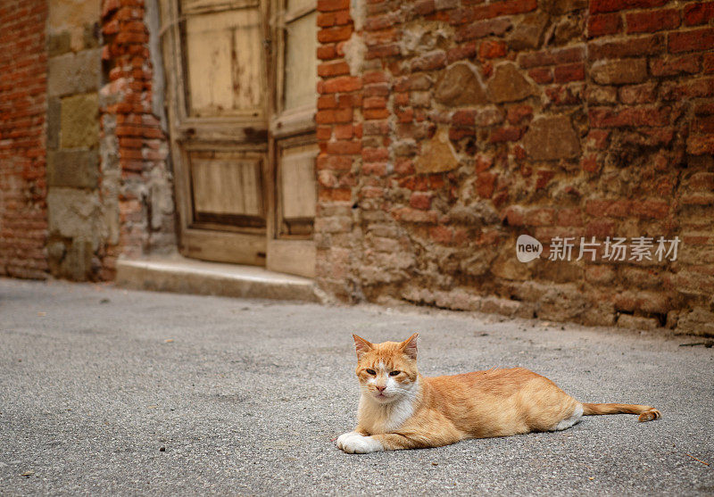 意大利古城中的流浪猫