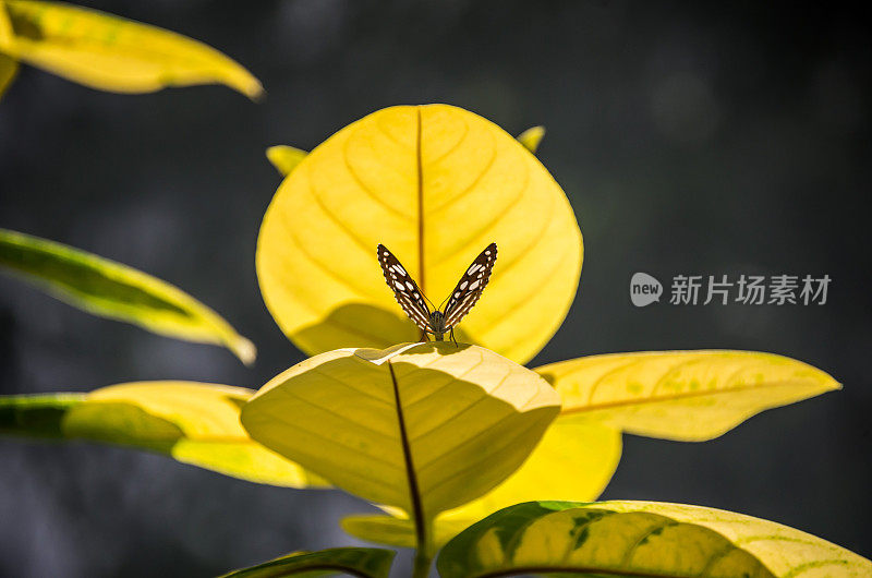 蝴蝶在一朵亮黄色的花上
