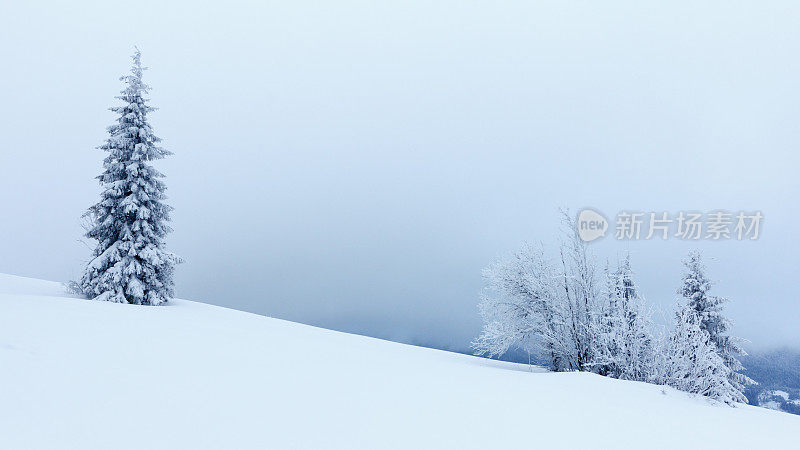 冬天的风景有雪冷杉树