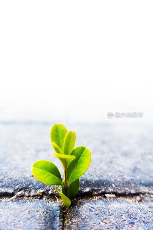 从地里长出来的新鲜植物