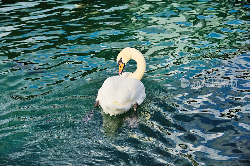 日内瓦湖上的野天鹅