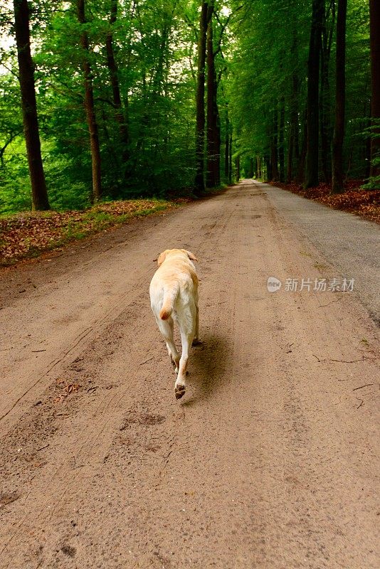 拉布拉多寻回犬