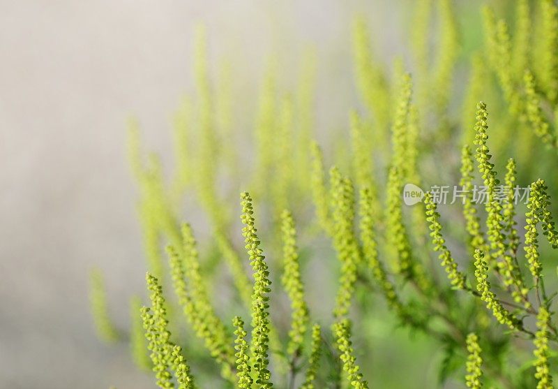 特别美味的食物artimisiifolia-Ragweed