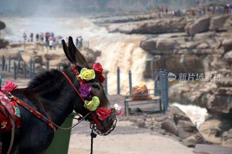 中国陕西壶口瀑布上的驴子