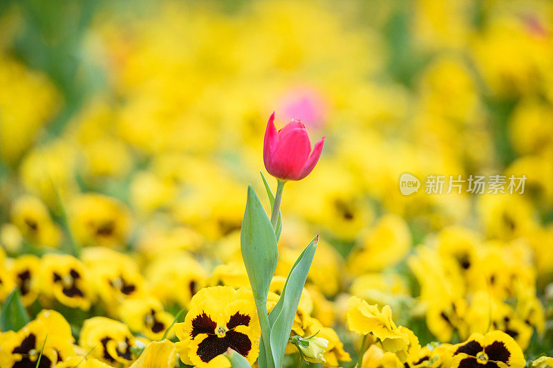 公园里的红色郁金香和黄色三色堇