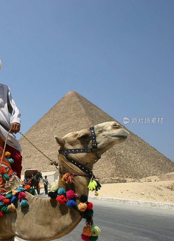 骆驼在金字塔