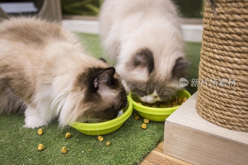 两只毛茸茸的暹罗猫正在吃盘子里的猫粮。